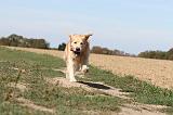 GOLDEN RETRIEVER 120